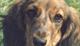 Thumbnail for Windsor Championship Dog Show 2009