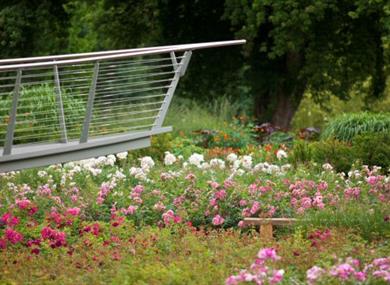 The new Rose Garden in the Savill Garden