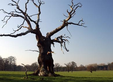 Windsor Great Park