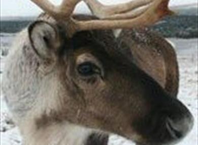 Reindeer Parade