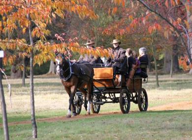 Carriage ride in the Royal Landscape
