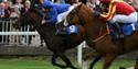 Horses racing at Royal Windsor Racecourse