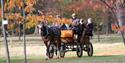 Carriage ride in the Royal Landscape