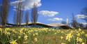 The Savill Building with daffodils