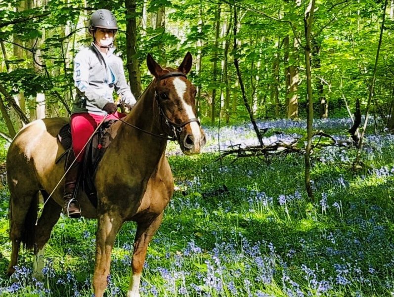Horse and rider in Bisham Woods with bluebells