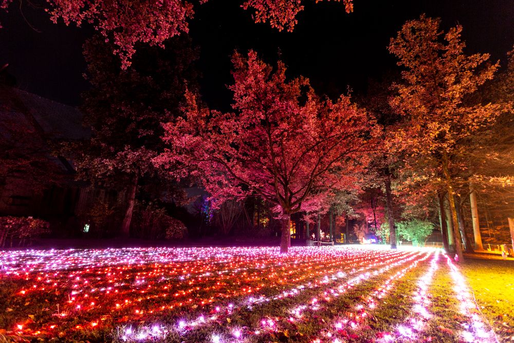 Windsor Great Park Illuminated