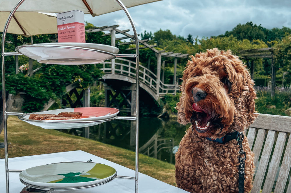 Doggy Afternoon Tea at Great Fosters