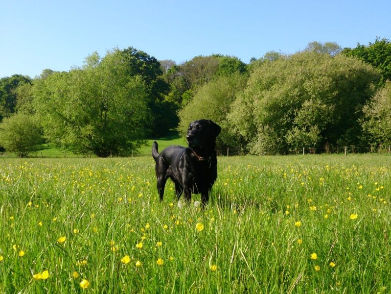 The meadow at Runnymede