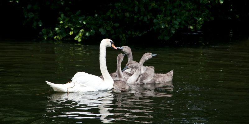 swans and cygnets on the River Thames