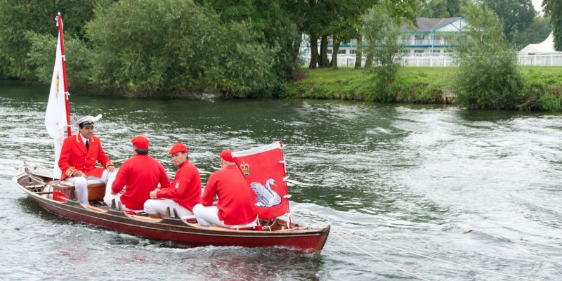 swan upping