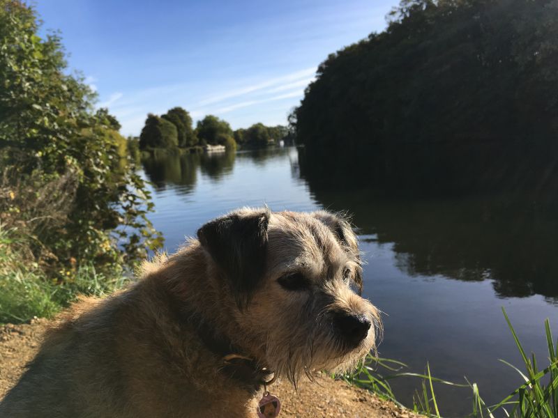 Tess on Thames Path near Windsor